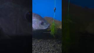 Download lagu Cara Ikan Tilapia Memakan Umpan #shorts #fishing #tutorial mp3 Download lagu Cara Ikan Tilapia Memakan Umpan #shorts #fishing #tutorial mp3