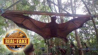 WORLD'S BIGGEST BAT CAPTURED - real or fake