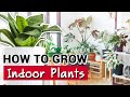 How To Grow Indoor Plants - Ace Hardware How To Grow Indoor Plants - Ace Hardware