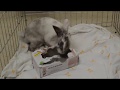 VHS Pet Of The Week Meet Domino The Bunny
