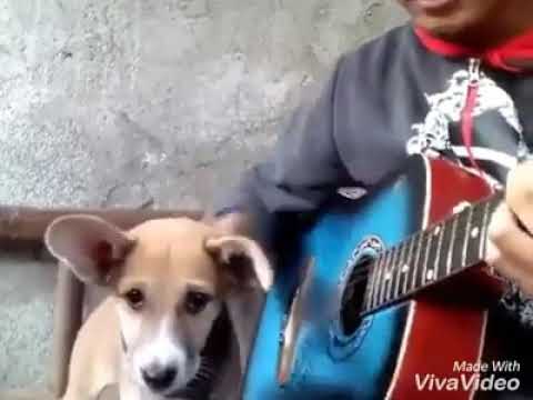 doggy singing