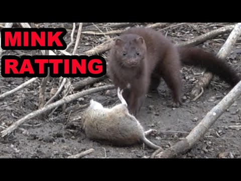 Mink Cleaning Up the Last of the Rats