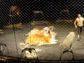 Ringling Bros TIgers