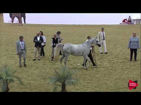 N 62 WAAD ALAQEED   2019 Al Shaqab Arabian Horse Show Festival   Fillies 2 Years Old Class 3B