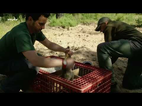 Spaniens wilder Süden (2) - Rückkehrer