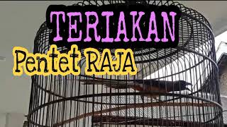Download lagu Teriakan Keras dari Suara Burung Pentet Raja mp3