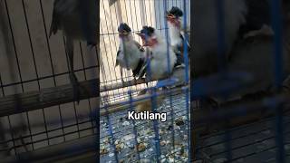 Download lagu anakan burung kutilang #kicaumania mp3 Download lagu anakan burung kutilang #kicaumania mp3