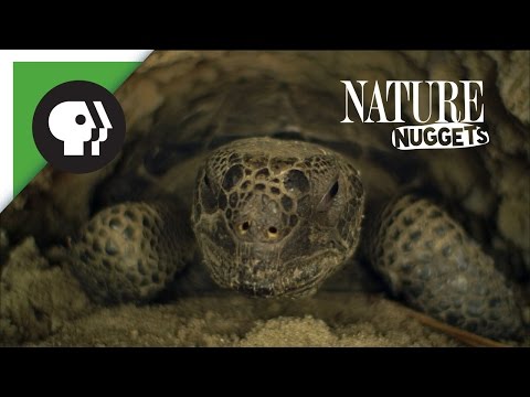 Do Animals Share? | NATURE Nuggets