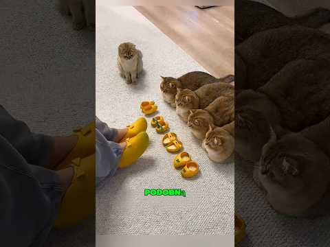 Zrobiła Kotom Buty Ze Skórek Mango! #shorts #viral #animals