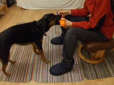 Clicker Training a Bird Dog Retrieve - Part 1 Shaping and Chaining The Basic Retrieve (Fetch)