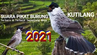 Download lagu SUARA BURUNG RIBUT~KUTILANG ONLY TERNYATA AMPUH mp3 Download lagu SUARA BURUNG RIBUT~KUTILANG ONLY TERNYATA AMPUH mp3