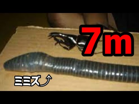 デンドロカエトゥス・アカルスについて詳しく解説