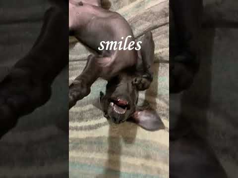 Good puppy play vs bad!! BALOO the Weimaraner #shorts