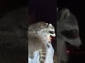 Baby Raccoon Sounds Babyanimal Raccoonfamily