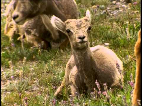 , title : 'Le mouflon d'Amérique - Les montagnes rocheuses - champions de la nature'