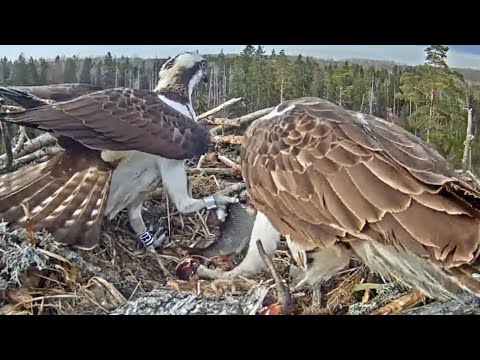 Kalakotkas2 | Ivo bring fish for Iiris | April 23, 2022