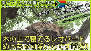 【南アフリカ】#109 クルーガーナショナルパークのアクティビティや動物を紹介!! ライオンの迫力満点!! ミナミジサイチョウ可愛かった Kruger National Park 海外ボランティア