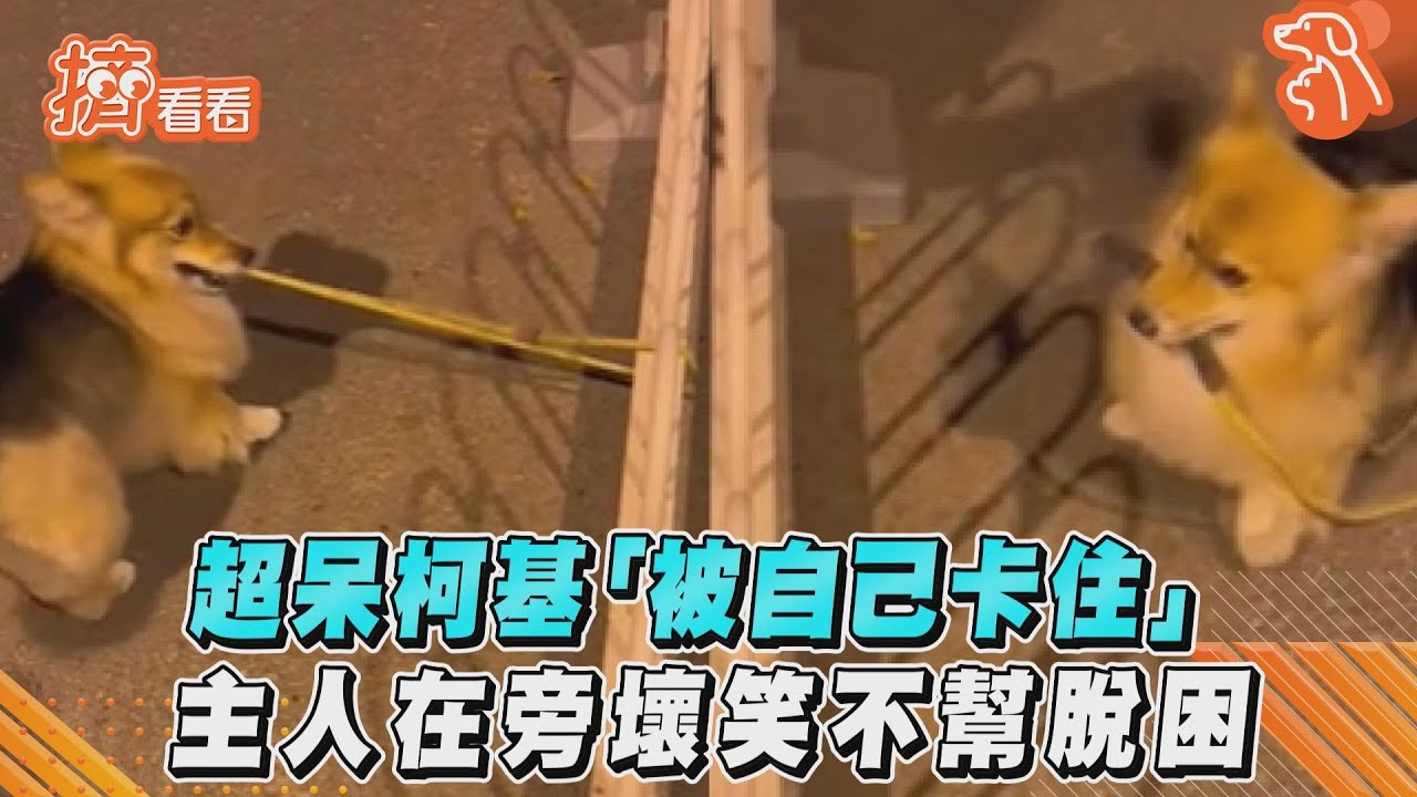 影音/超呆柯基「被自己卡住」 主人在旁壞笑不幫脫困