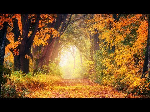 A comme amour - Richard Clayderman ~ | [Relaxing Pure Music]