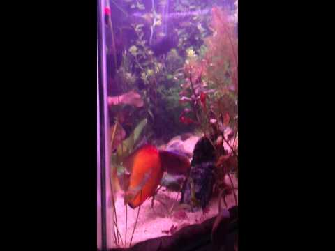 Discus fish Pair Spawning