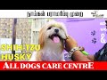 All Dogs Care Centre | நாய்கள் பராமரிப்பு முறை | Shih-tzu | Oor Naattan