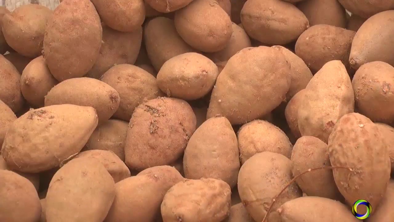 Baru- fruto do cerrado gera renda para agricultores de Arinos