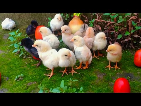 Baby Chick Chirping - Baby Chicks Chirping
