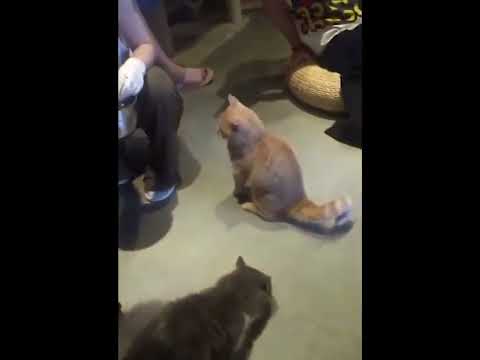 funniest animal videos of 2022 - funny golden retriever btdogs and cutest golden puppies  V.18466 #