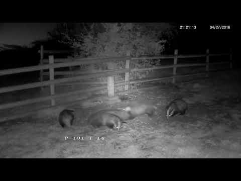 Five grumpy badgers arguing over peanuts - with sound