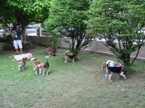 beagle gang meeting 28 May 2010: 12