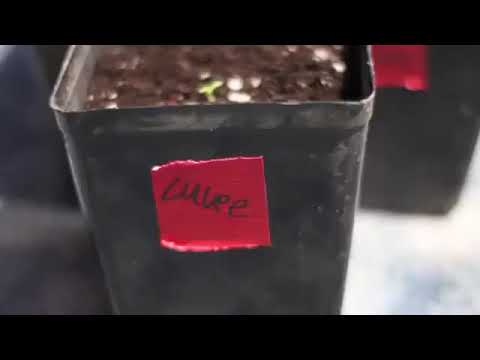 How to Grow "Mendo Dope" From Seed FULL 2015 DVD