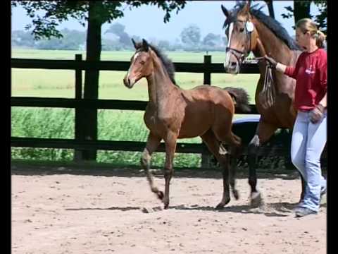 Stutfohlen von Uriko - Cassini I - Lord - Fohlenbrennen 2013
