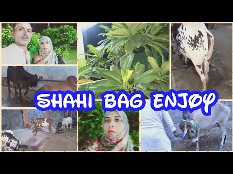 Aj ham gay shahi bag full enjoy vip cow 🐄 Mashallah Sarwat vlogs ♥️