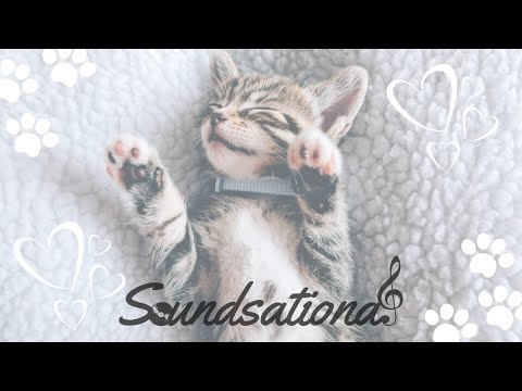 Calming Cats (Meditation and Relaxation)