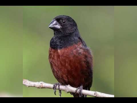 CURIÓ CANTO GOIANA CLÁSSICO 10 NOTAS