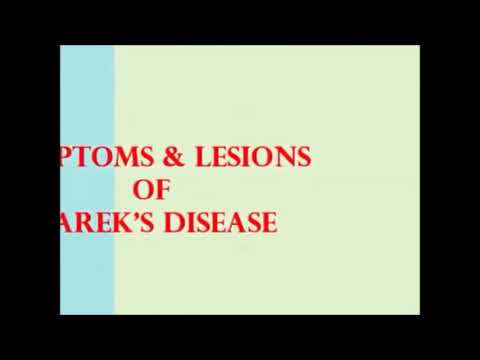 , title : 'Marek's disease/dalili za Marek's (mahepe)'
