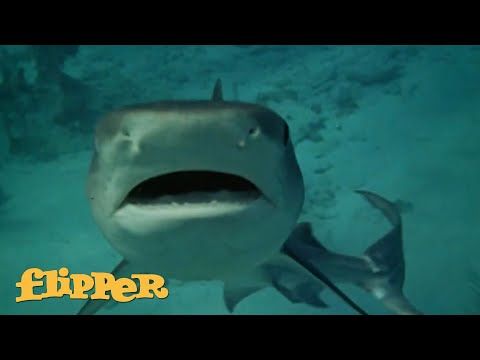 Flipper Fights Off A Shark! | Flipper