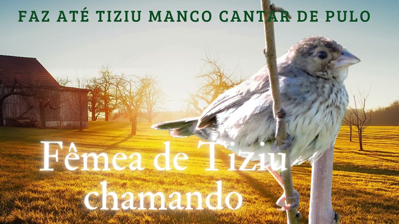 o melhor piado de fêmea de tiziu para esquentar o seu rápido em menos de  1 minutos