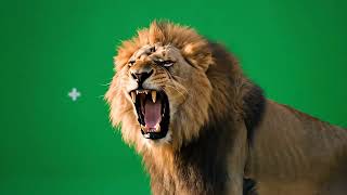 Download lagu Lion Roaring Green Screen | Cinematic VFX Asset with Tracking Markers mp3 Download lagu Lion Roaring Green Screen | Cinematic VFX Asset with Tracking Markers mp3