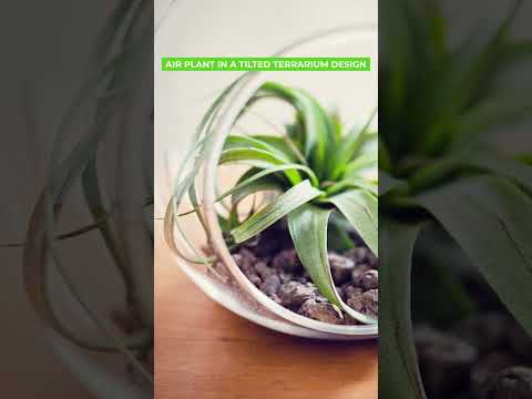 , title : 'Amazing Air Plants in a Terrarium Ideas #terrarium #glass #plants'