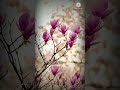 Rasiga Rasiga Star AR Rahman Video Lyrics Song Tamil Whatsapp Status Songs