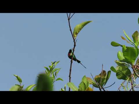 Nektárovka nádherná (Cinnyris pulchellus) — správanie, biotop a hlas