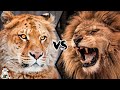 LIGER VS LION - Who Is The Strongest?
