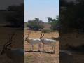 Oryx Arabian Deers Gesells Sharjah Safari Park Sharjah Safari Safari Park Safari Sharjah Uae