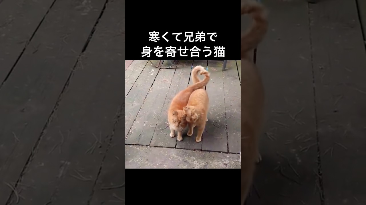 寒くて兄弟で身を寄せ合う猫
