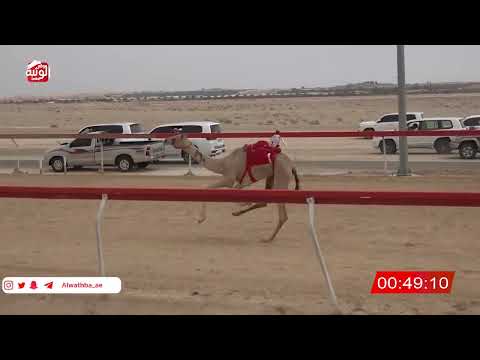  ش 3 (الغزيل) لـ سلطان محمد بن دحروج العامري 2:05 , شارة الصندوق 2026/04/04 فطامين سويحان