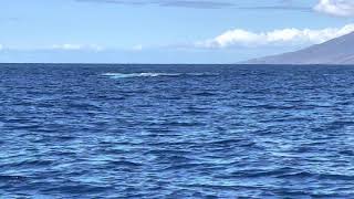 Whales in Maui