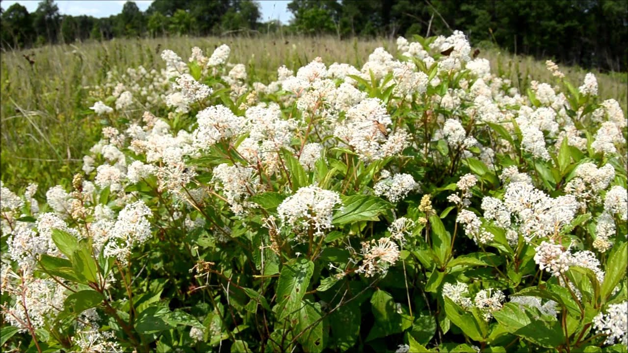 New Jersey Tea and Pollinators - YouTube