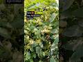Tomato Plant Near Harvest Stage Tomato Farming Tomatoharvesting Vivasayi Agriculture ‍