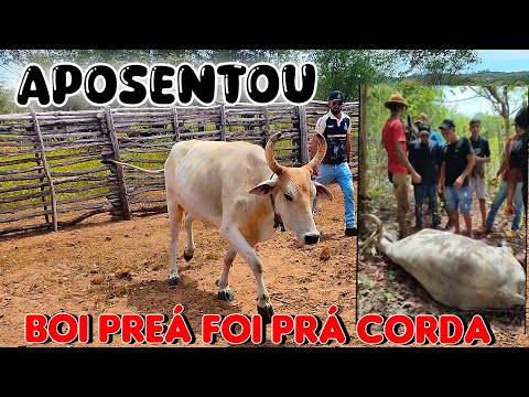 BOI PREÁ FOI PRA CORDA HOJE 